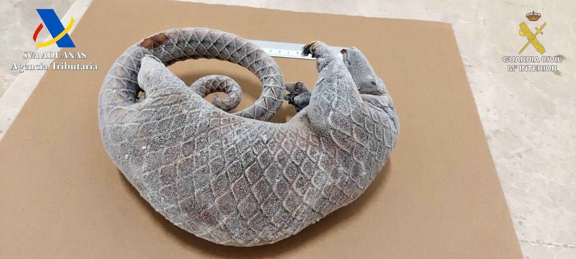 Un pangolín africano en la maleta Un pangolín africano en la maleta