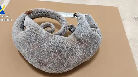 Un pangolín africano en la maleta Un pangolín africano en la maleta