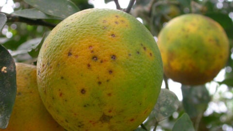 C&iacute;tricos con Mancha Negra