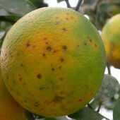 Cítricos con Mancha Negra
