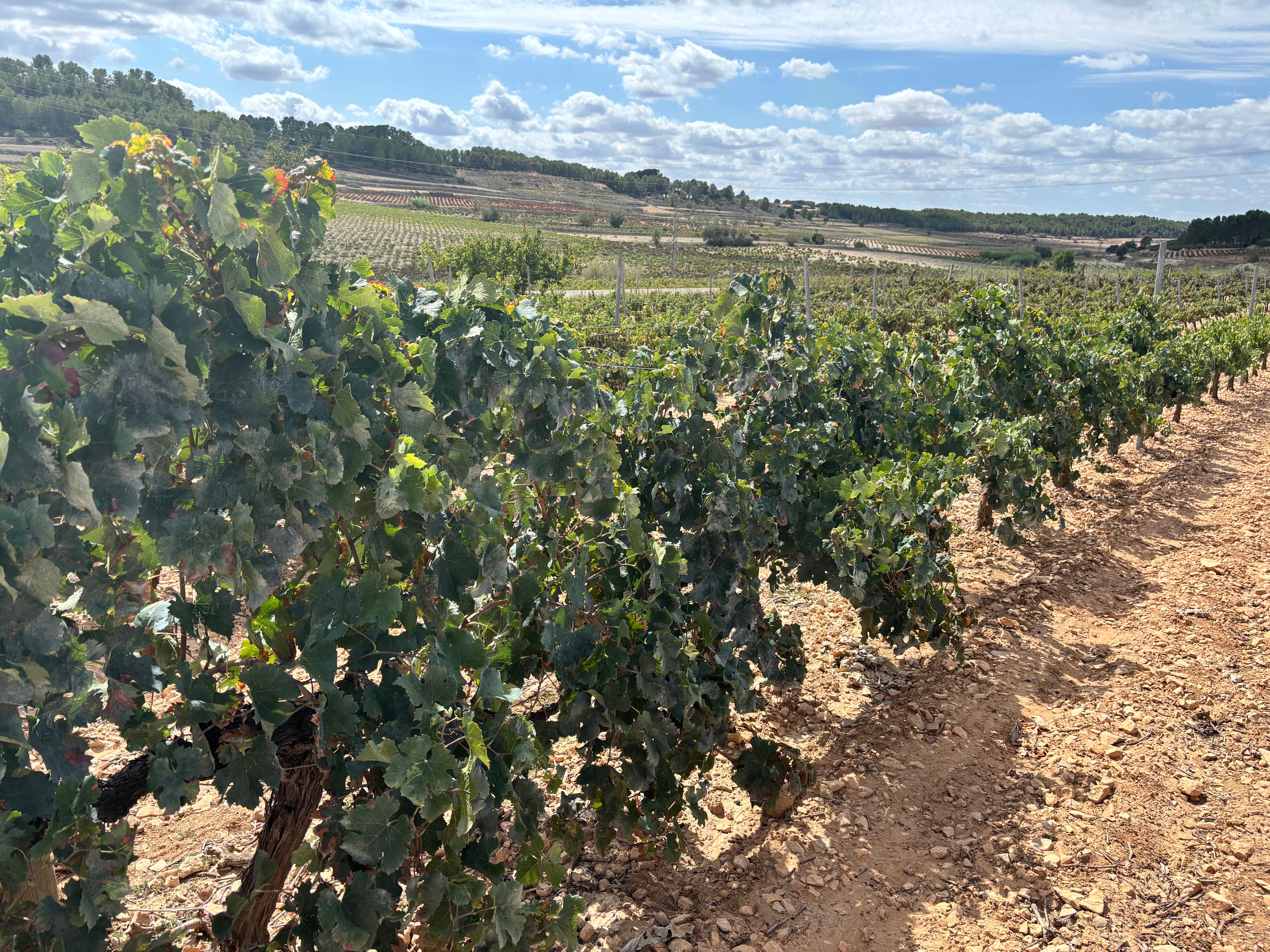 Cooperativas Agro-alimentarias Castilla - La Mancha confirma una importante reducción en la campaña de la vendimia Cooperativas Agro-alimentarias Castilla - La Mancha confirma una importante reducción en la campaña de la vendimia