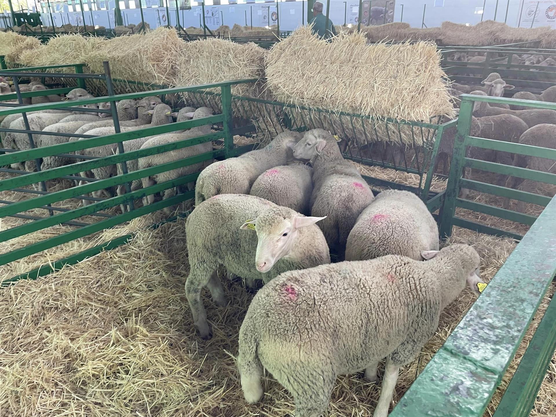 La Feria de Zafra no podrá contar con ganado vacuno, ovino ni caprino tras detectarse foco de lengua azul en Extremadura La Feria de Zafra no podrá contar con ganado vacuno, ovino ni caprino tras detectarse foco de lengua azul en Extremadura