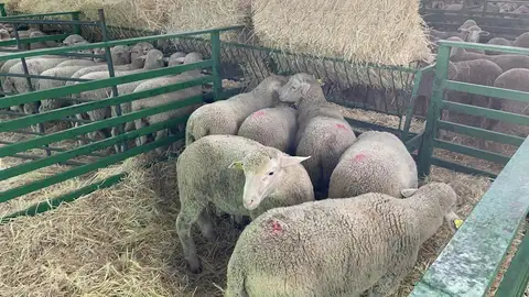 La Feria de Zafra no podrá contar con ganado vacuno, ovino ni caprino tras detectarse foco de lengua azul en Extremadura La Feria de Zafra no podrá contar con ganado vacuno, ovino ni caprino tras detectarse foco de lengua azul en Extremadura