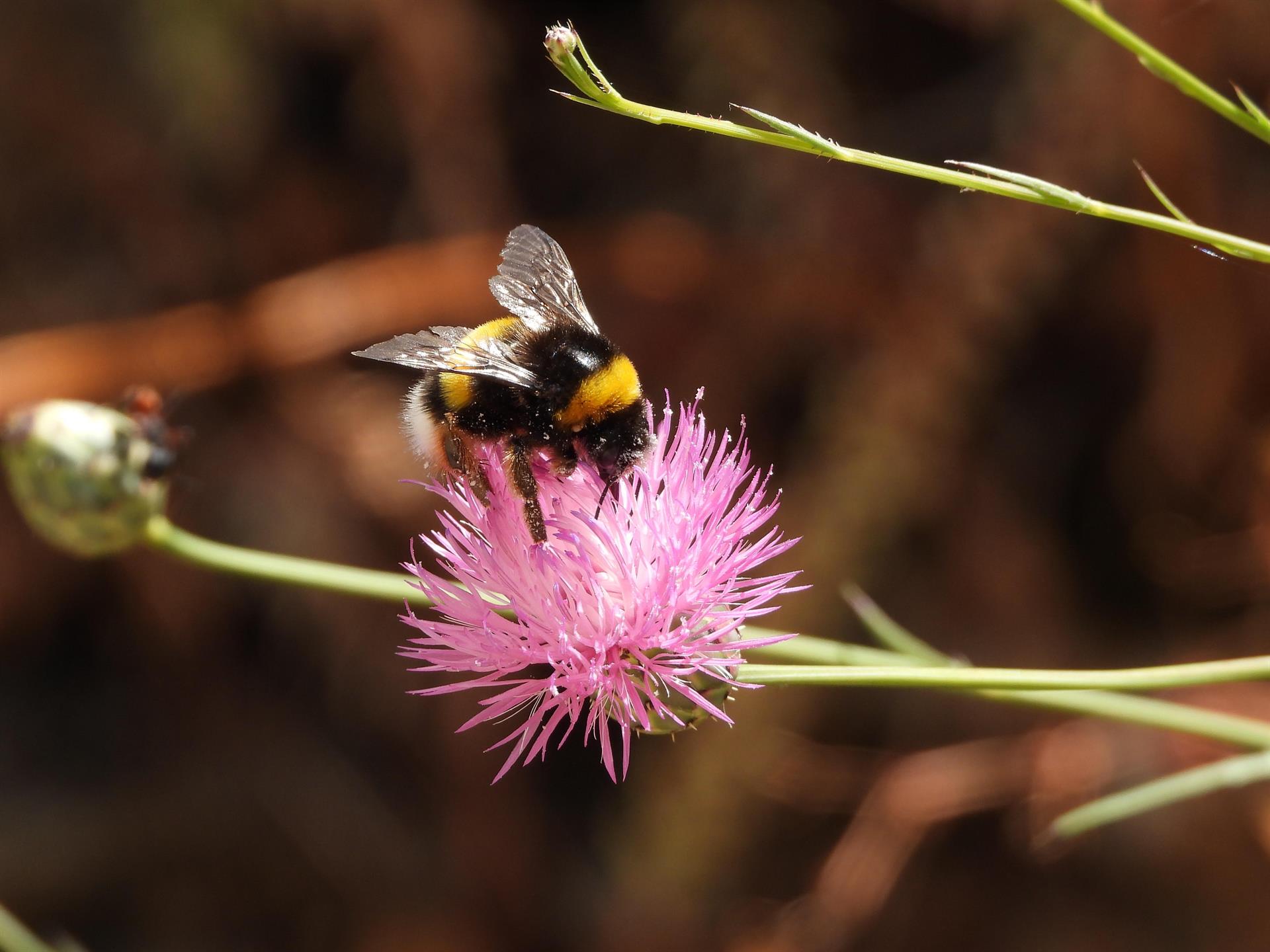 Adenex realizará actividades sobre los insectos polinizadores con escolares de las Reservas de la Biosfera extremeñas Adenex realizará actividades sobre los insectos polinizadores con escolares de las Reservas de la Biosfera extremeñas