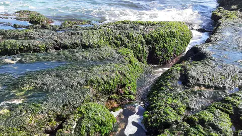 La 'lechuga de los mares del sur' puede encontrarse en Aguamarga La 'lechuga de los mares del sur' puede encontrarse en Aguamarga