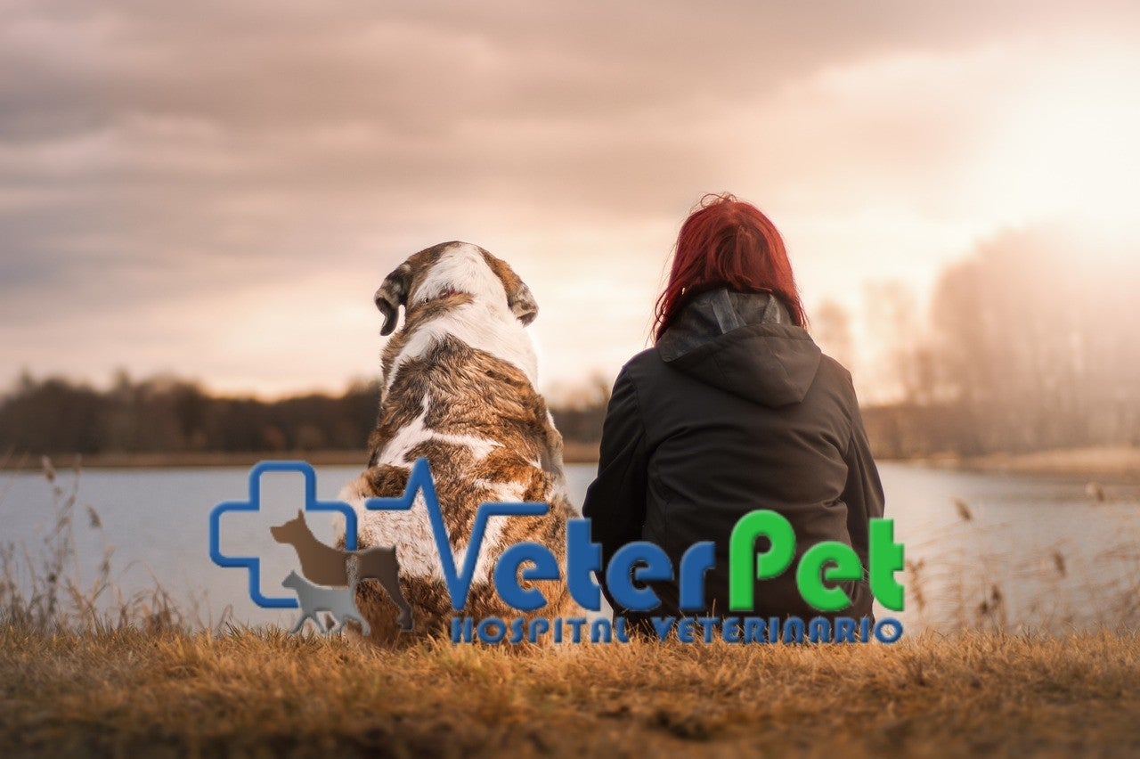 Cómo cuidar y la salud mental y emocional de tu perro. El adiestrador Ángel Osuna lo explica Cómo cuidar y la salud mental y emocional de tu perro. El adiestrador Ángel Osuna lo explica