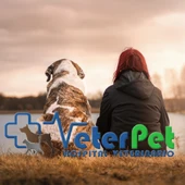 ¿En qué se parece el cerebro del ser humano al del perro? Ángel Osuna nos explica ¿En qué se parece el cerebro del ser humano al del perro? Ángel Osuna nos explica