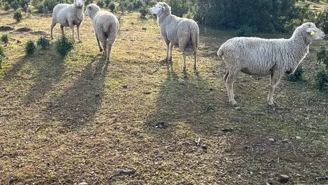 Ganado Ganado