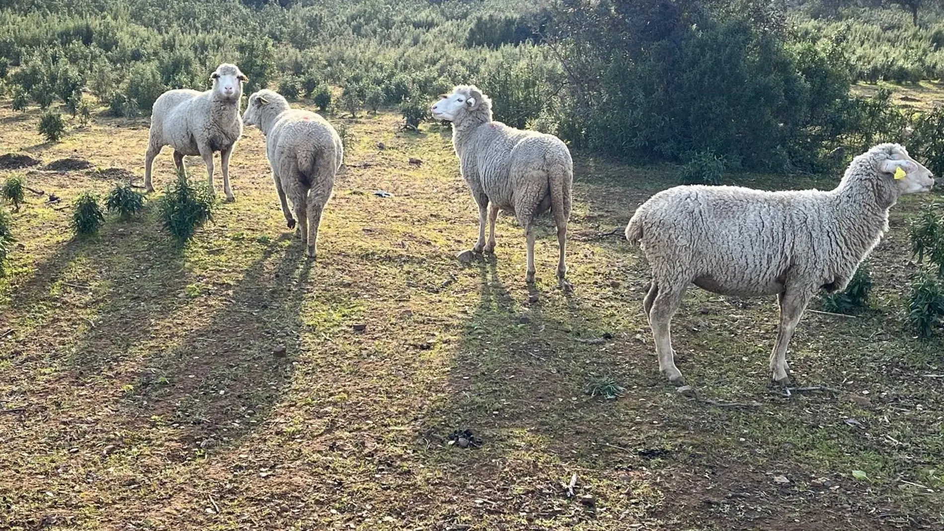 UPA-UCE reclama a las administraciones que "actúen ante la lengua azul" y negocien una flexibilización de movimientos UPA-UCE reclama a las administraciones que "actúen ante la lengua azul" y negocien una flexibilización de movimientos