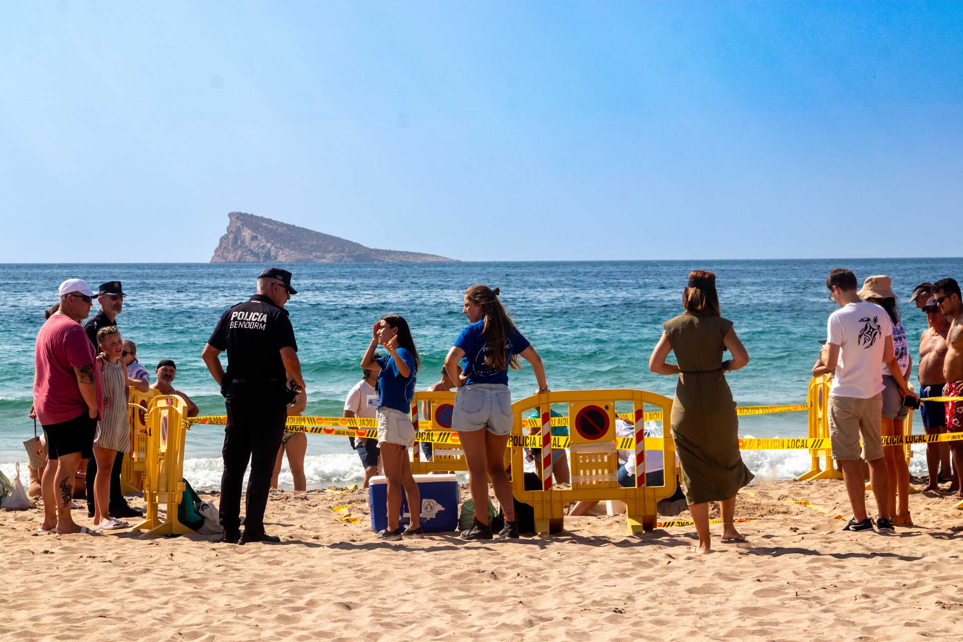 Nacen diez tortugas "de Benidorm" dos meses después de que su madre desovara en la playa de Poniente Nacen diez tortugas "de Benidorm" dos meses después de que su madre desovara en la playa de Poniente