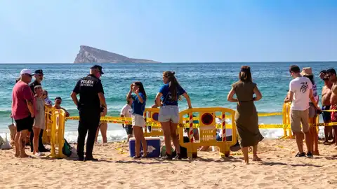 Nacen diez tortugas "de Benidorm" dos meses después de que su madre desovara en la playa de Poniente Momento en que los técnicos del Oceanográfic rescataron los huevos de la playa de Poniente el pasado agosto