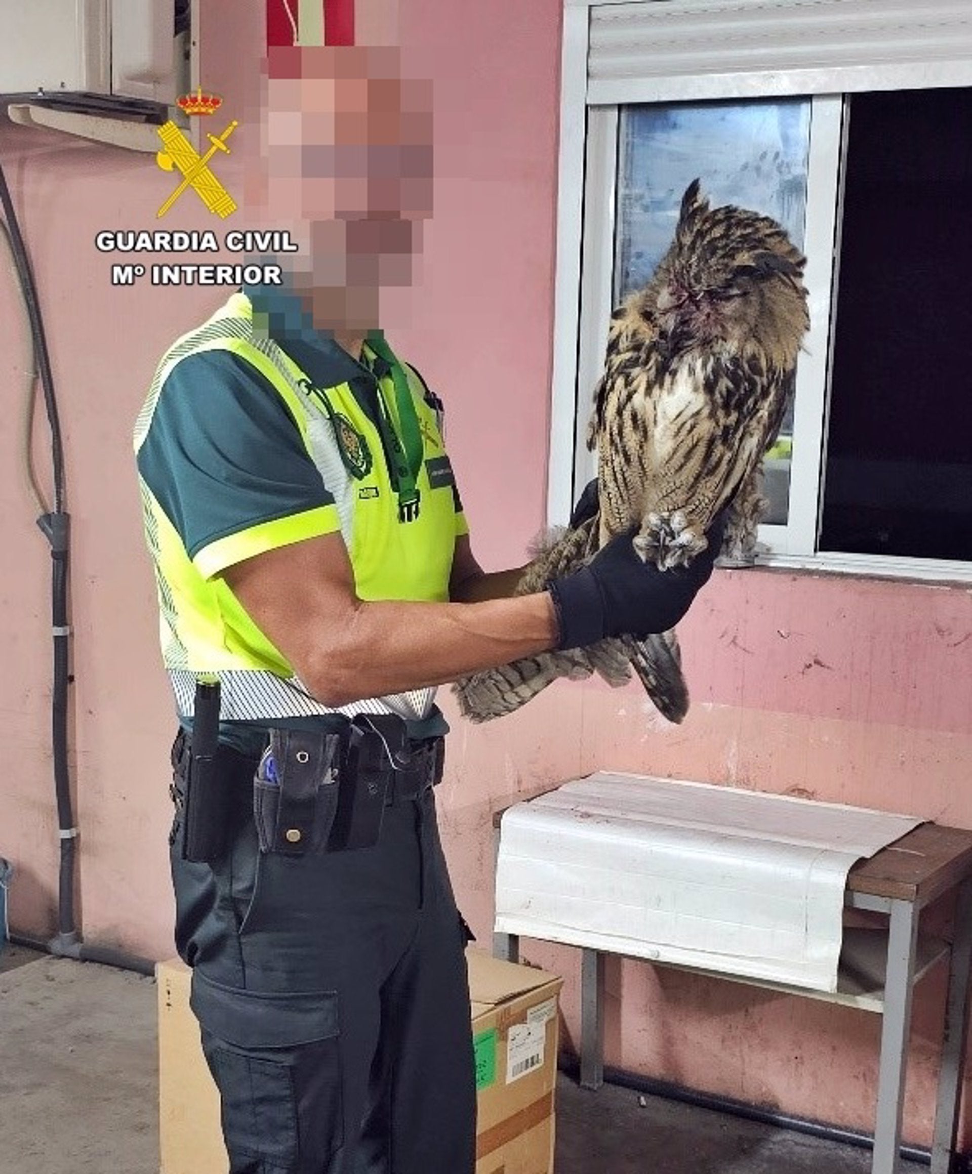 La Guardia Civil rescata a un búho real malherido y desorientado en la autovía A-5 a la altura de Mérida La Guardia Civil rescata a un búho real malherido y desorientado en la autovía A-5 a la altura de Mérida