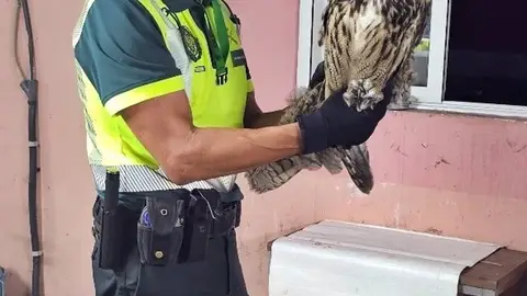 La Guardia Civil rescata a un búho real malherido y desorientado en la autovía A-5 a la altura de Mérida La Guardia Civil rescata a un búho real malherido y desorientado en la autovía A-5 a la altura de Mérida