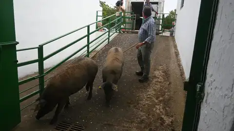 La Feria de Zafra sigue su organización y se celebrará con normalidad, pese a la ausencia de ganado rumiante La Feria de Zafra sigue su organización y se celebrará con normalidad, pese a la ausencia de ganado rumiante