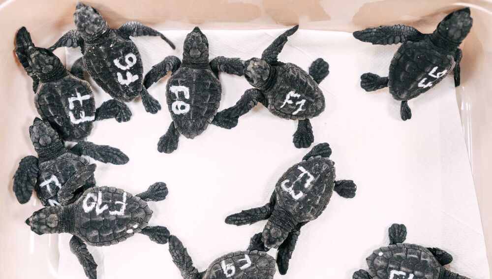 las diez pequeñas tortugas eclosionadas tras los huevos rescatados de la playa de Benidorm