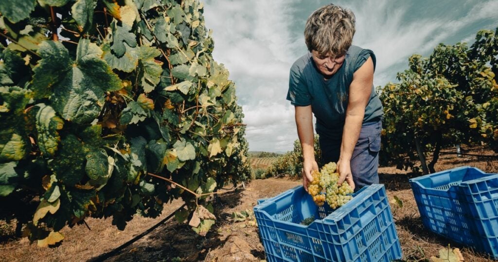 Calidad excelente en la vendimia de la DO Rías Baixas Calidad excelente en la vendimia de la DO Rías Baixas
