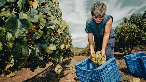 Vendimia 2024 en la DO Rias Baixas Hacemos balance de la vendimia 2024 con dos bodegas de la DO Rías Baixas. De la mano del Concello Regulador, visitamos las subzonas del Rosal y de O Salnés.