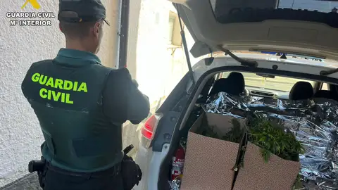 Detenida una persona por cultivar marihuana en Carrión de los Condes .