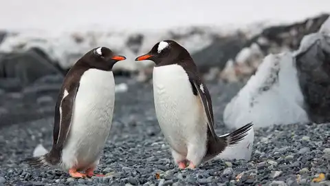 Imagen de dos pingüinos Imagen de dos pingüinos