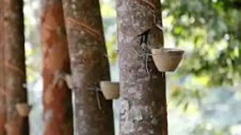 Para recogida de resina Para recogida de resina