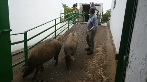 Este jueves arranca la Feria Internacional Ganadera de Zafra marcada por la Lengua Azul Este jueves arranca la Feria Internacional Ganadera de Zafra marcada por la Lengua Azul