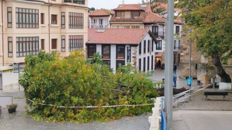 Comillas actuar&aacute; de urgencia sobre los casta&ntilde;os del Corro Camp&iacute;os ante la ca&iacute;da de un ejemplar