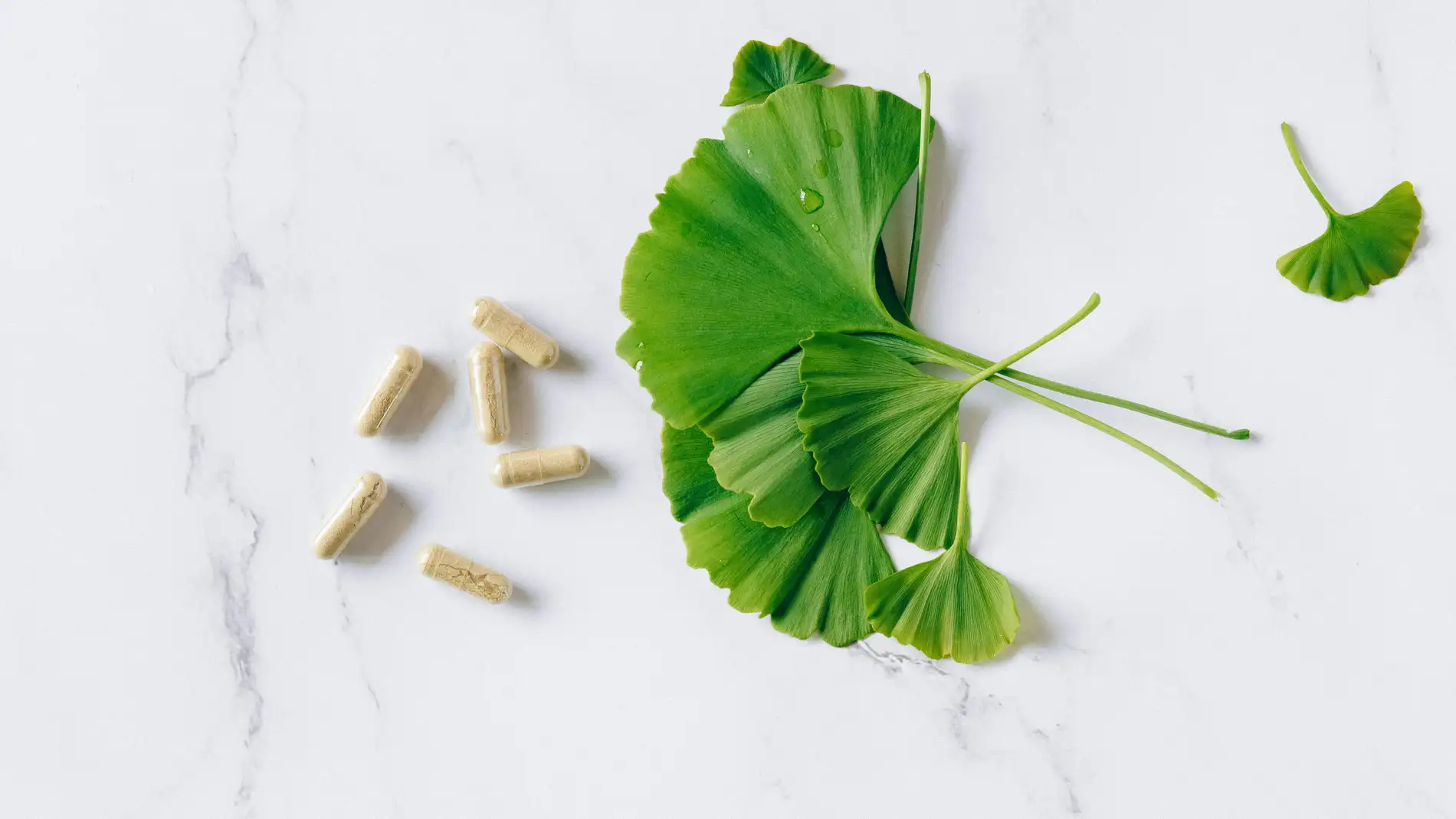 La milagrosa planta que potencia la función cerebral y repara las neuronas La milagrosa planta que potencia la función cerebral y repara las neuronas