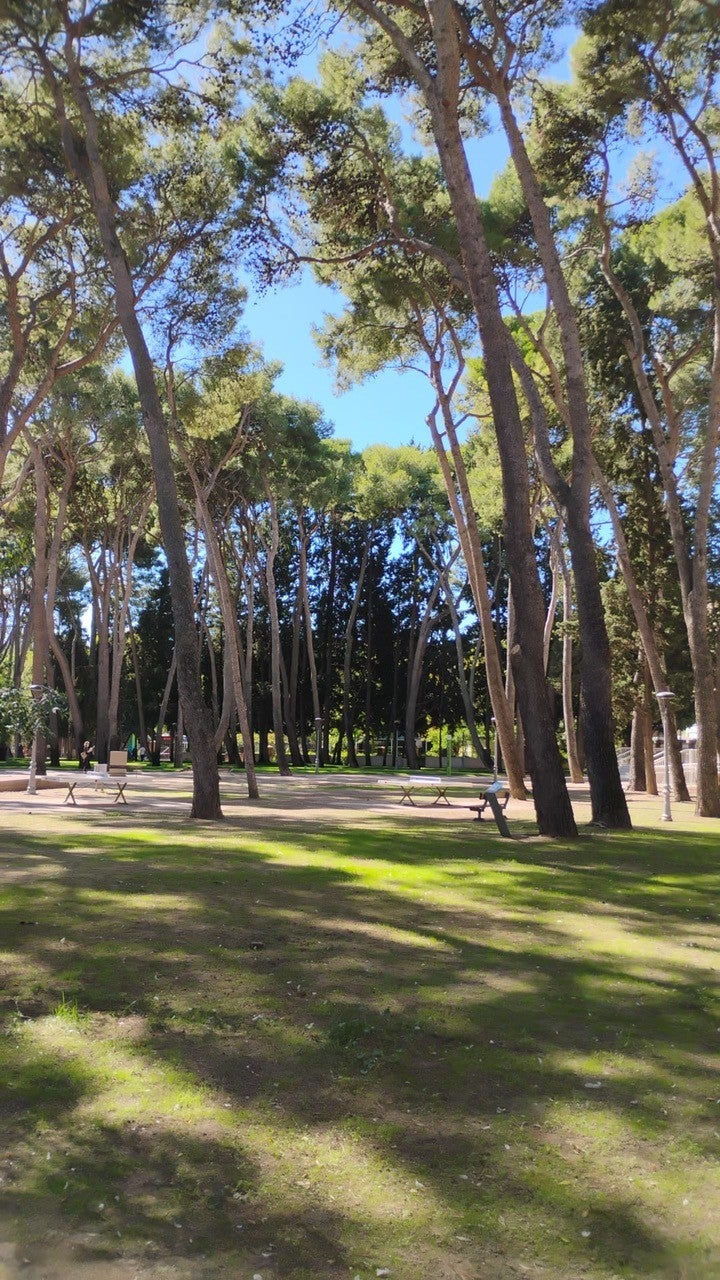 Medio Ambiente podará las "zonas dormitorio" de Huesca para ahuyentar a los estorninos Medio Ambiente podará las "zonas dormitorio" de Huesca para ahuyentar a los estorninos