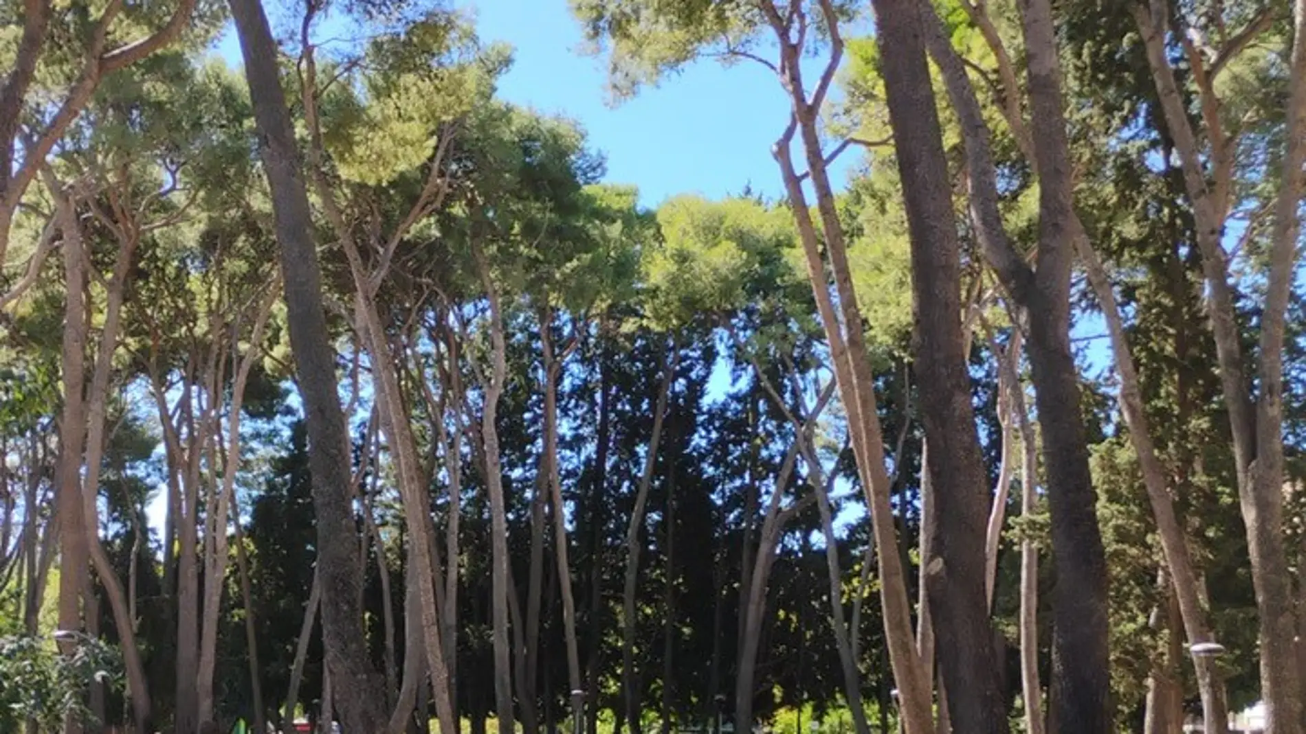 Medio Ambiente podará las "zonas dormitorio" para ahuyentar a los estorninos Medio Ambiente podará las "zonas dormitorio" para ahuyentar a los estorninos