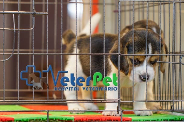 Prohibido vender perros y gatos en tiendas. Solo se podrán comprar a través de criadores registrados Prohibido vender perros y gatos en tiendas. Solo se podrán comprar a través de criadores registrados