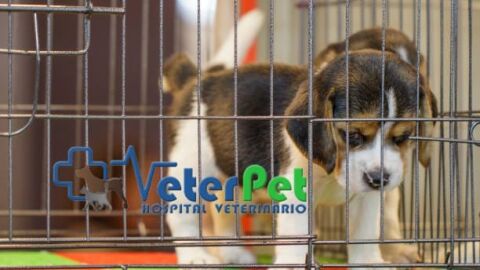 Prohibido vender perros y gatos en tiendas. Solo se podr&aacute;n comprar a trav&eacute;s de criadores registrados