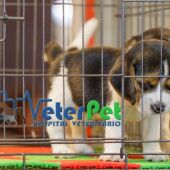 Prohibido vender perros y gatos en tiendas. Solo se podrán comprar a través de criadores registrados