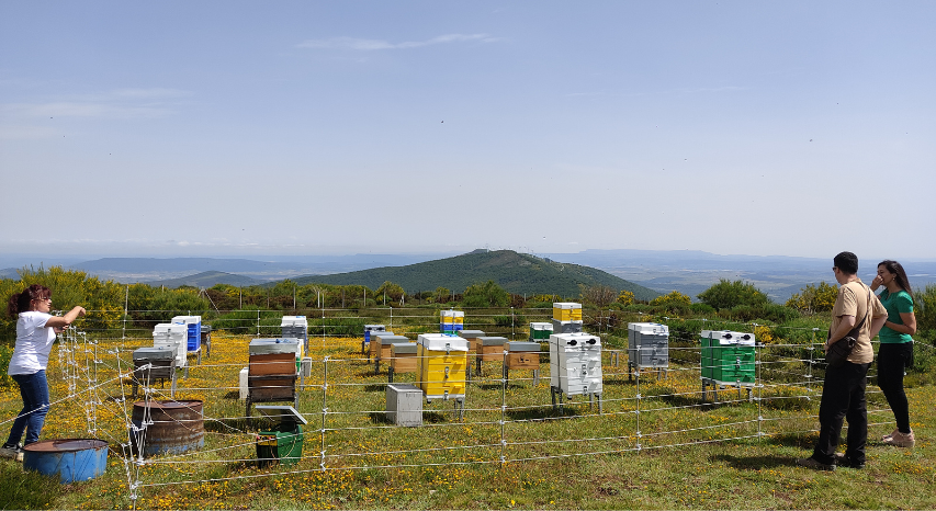 Reactiva Brañosera facilita la instalación de colmenas digitalizadas y hoteles para insectos en el municipio más antiguo de España Reactiva Brañosera facilita la instalación de colmenas digitalizadas y hoteles para insectos en el municipio más antiguo de España