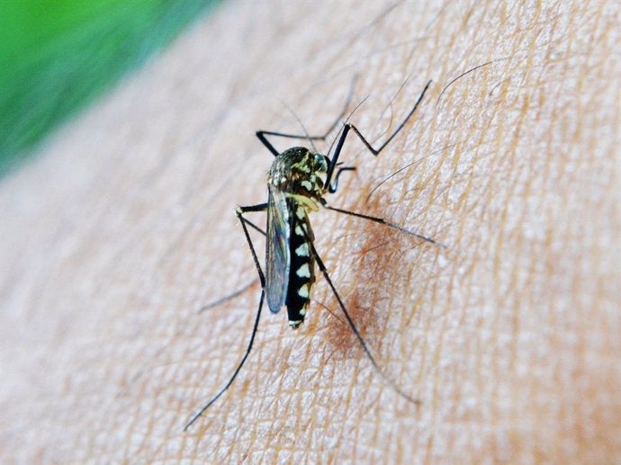 Nuevo fallecimiento en Sevilla de una persona infectada con el virus del Nilo Nuevo fallecimiento en Sevilla de una persona infectada con el virus del Nilo