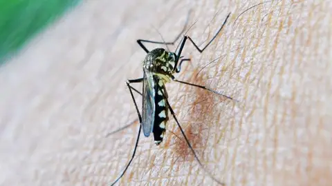 Mosquito transmisor del virus del Nilo. Mosquito transmisor del virus del Nilo.