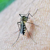 Mosquito transmisor del virus del Nilo. Mosquito transmisor del virus del Nilo.