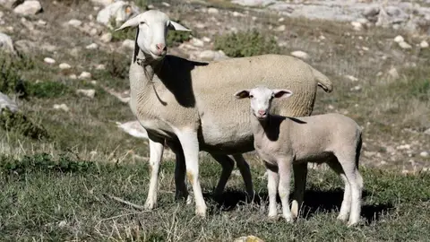 La Junta pide que toda Extremadura se declare zona restringida por la 'lengua azul' para facilitar los movimientos La Junta pide que toda Extremadura se declare zona restringida por la 'lengua azul' para facilitar los movimientos