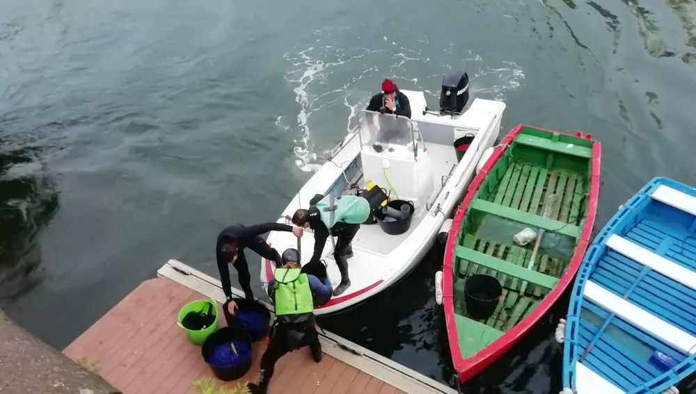 El inicio de la campaña del percebe con casi 109 €. El inicio de la campaña del percebe con casi 109 €.