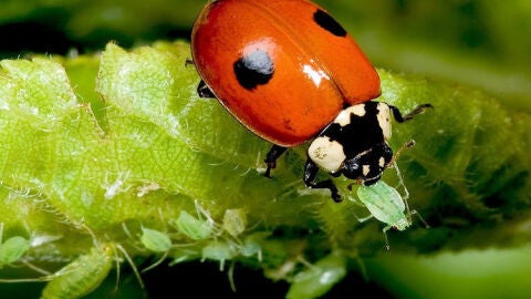 ejido