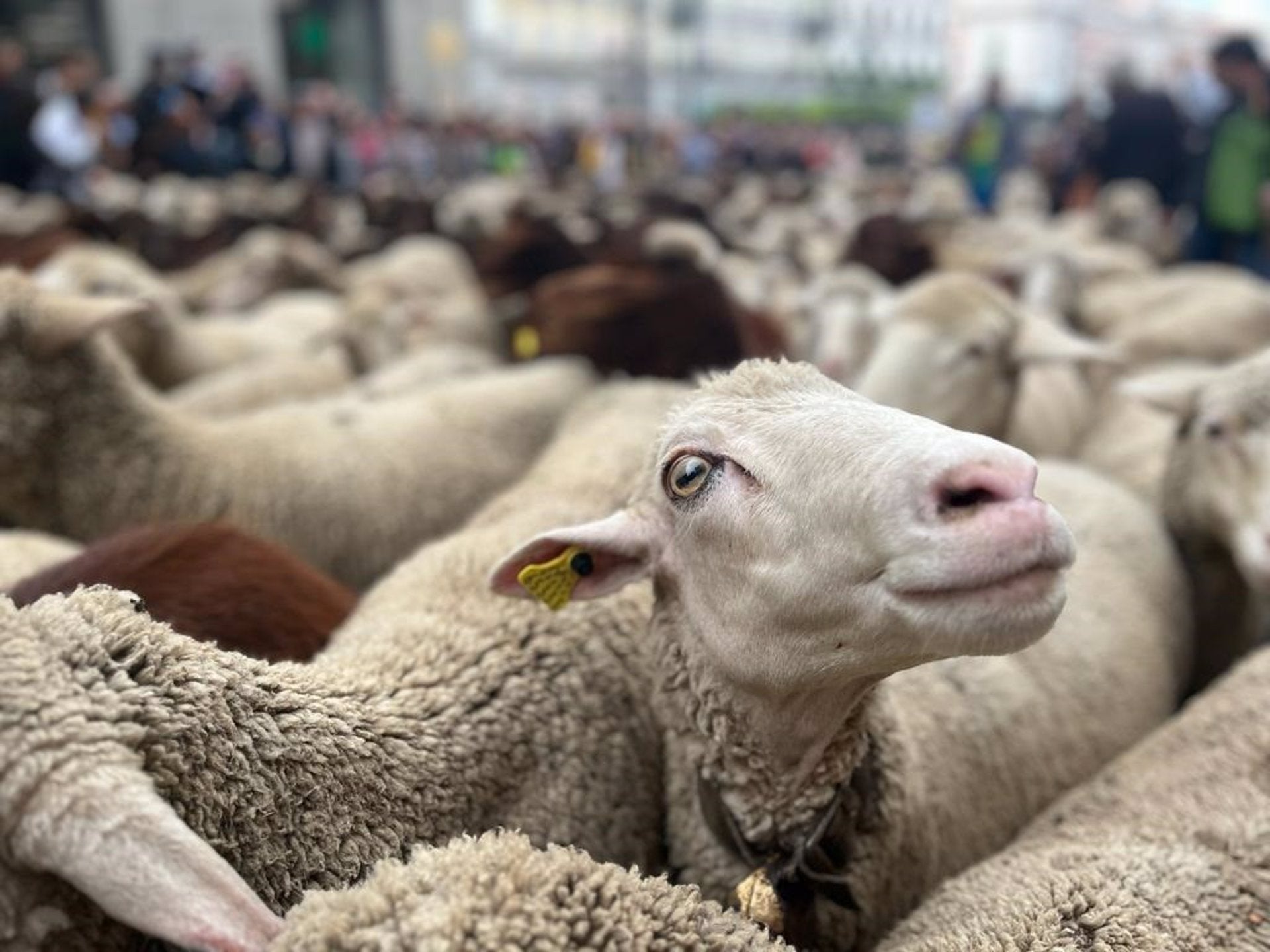 Extremadura empezará este viernes a vacunar a unos 300.000 animales contra la lengua azul en zonas junto a Portugal Extremadura empezará este viernes a vacunar a unos 300.000 animales contra la lengua azul en zonas junto a Portugal