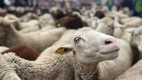 Extremadura empezará este viernes a vacunar a unos 300.000 animales contra la lengua azul en zonas junto a Portugal Extremadura empezará este viernes a vacunar a unos 300.000 animales contra la lengua azul en zonas junto a Portugal