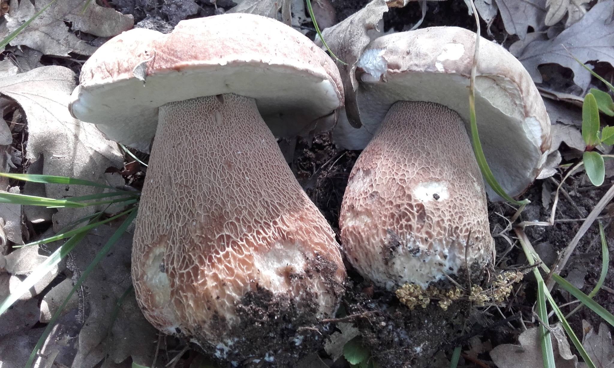 La Sociedad Micológica Segoviana espera una buena temporada de setas este otoño La Sociedad Micológica Segoviana espera una buena temporada de setas este otoño