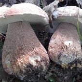 La Sociedad Micológica Segoviana espera una buena temporada de setas este otoño