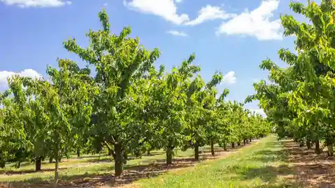 Más de 2.100 agricultores de frutales reciben más de 2 millones de euros en ayudas del ministerio para compensar sequía Más de 2.100 agricultores de frutales reciben más de 2 millones de euros en ayudas del ministerio para compensar sequía