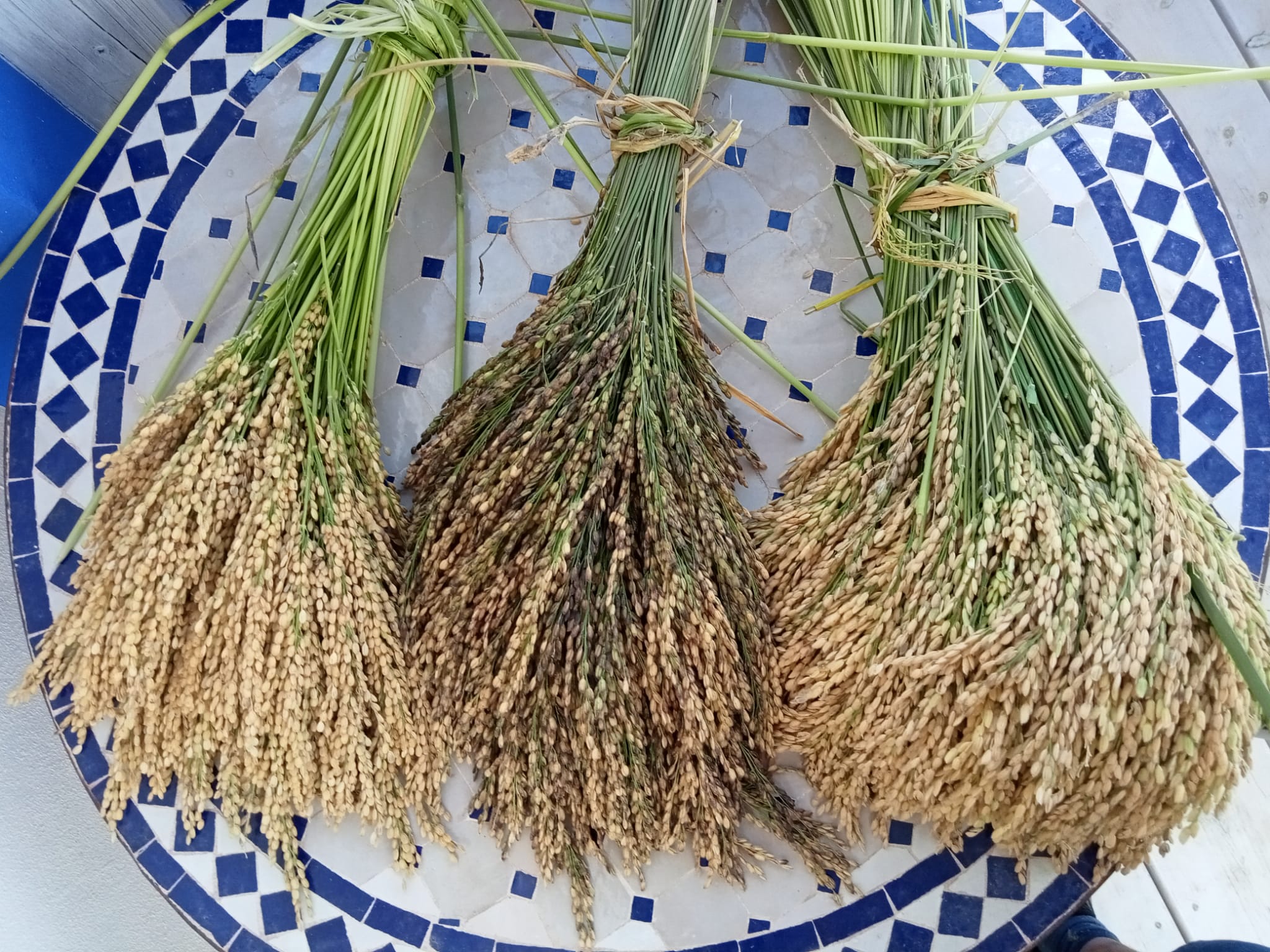 La siembra en seco: ¿el futuro del cultivo del arroz de calidad en la provincia de Alicante? La siembra en seco: ¿el futuro del cultivo del arroz de calidad en la provincia de Alicante?