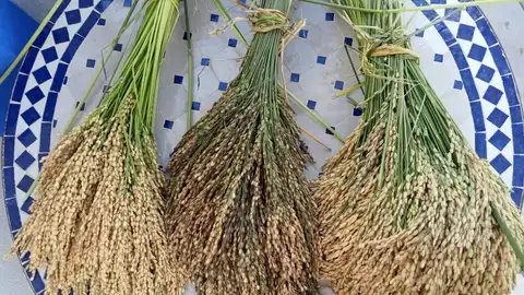 De izquierda a derecha, la variedad bombón, vialone y dellarole De izquierda a derecha, la variedad bombón, vialone y dellarole