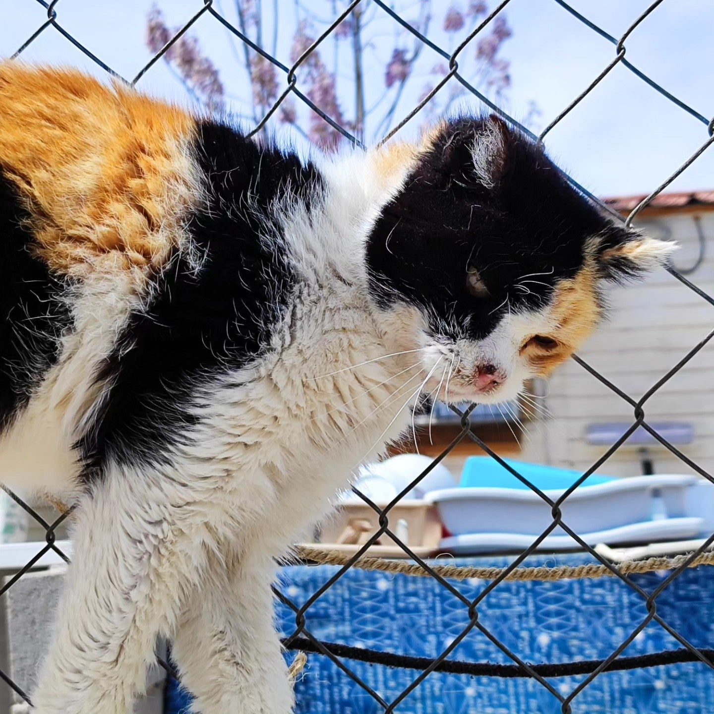 En Más de uno Alicante hablamos con Felinos lo Morant: ángeles con corazón de gato En Más de uno Alicante hablamos con Felinos lo Morant: ángeles con corazón de gato