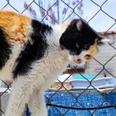 Gato