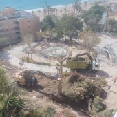 Tala de arbolado parque Censal Villajoyosa