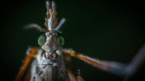 Mosquito